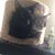 Ben Stormer's profile image