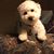 Lynette Carel's profile image