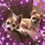 Rosa Pires's profile image