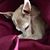 Faye Rogers's profile image