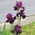 Sharon Vozzella's profile image