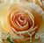 Debbie Clark Eichler's profile image