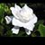 Gracia Trejo's profile image