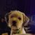 Claudia Daniel's profile image