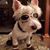 Jordan Bohonek's profile image