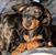 Deb Langhorn Gwaltney's profile image