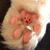 Lisa White's profile image