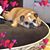 Karen Van Dongen's profile image