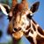 Maureen Marcotte's profile image