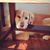 Tracy Wilson Corte's profile image
