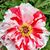 Jeanne Luster's profile image