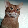 Nicholas D.'s profile image