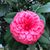 Cindy Pulley's profile image