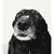 Amy Whittle's profile image