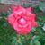 Kristy Sturgill Hall's profile image