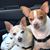 Shari Goll's profile image