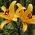 Athena K. Delmontie's profile image