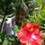 Corina Nufio's profile image