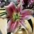 Renee Heinzeroth's profile image
