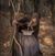 Kittyjean Louise Wilhelm Hunt's profile image