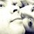 Jose Lomeli's profile image