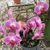 Judith Diane Scolaro's profile image
