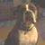 Nancy Rosengren's profile image