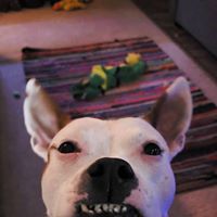 Jen Reents's profile image