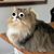 Issac Maldonado's profile image