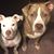 Laurie Renfro's profile image