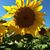 Liz VanderPluym Zempel's profile image