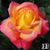 Rachael C George's profile image