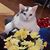 Glenda Carmichael Campbell's profile image