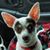 Carol Mickelsen Richardson's profile image