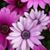 Nelly Altamirano's profile image