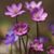Jacqueline Debold-Thompson's profile image
