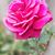 Leonor Soto Leal's profile image