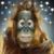 Lori Bauer's profile image