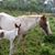 Gervin Mujo's profile image