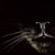 Charlea Kaylor's profile image