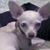 Virginia Morales Burguet's profile image