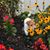 Shirley Miyahara's profile image