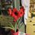 Marion Dauphinais's profile image