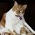 Amy Hansen-Schwinghamer's profile image