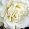 MARIA ISABEL DAVILA's profile image