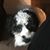 Peter Saporito's profile image