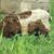 Niva Terr's profile image
