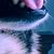 Heather Dismuke's profile image