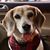 Tanya Lee Schaub's profile image