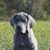 Lustgarten Chip's profile image